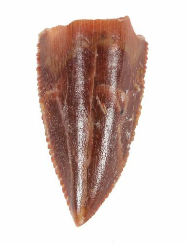 Serrated Raptor Tooth - Morocco #62181